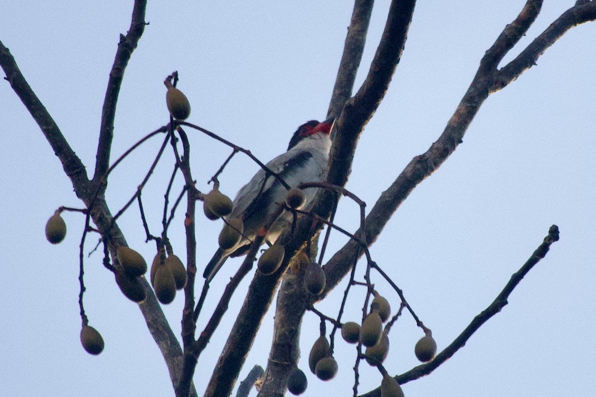 Black-tailed Tityra - ML637565364