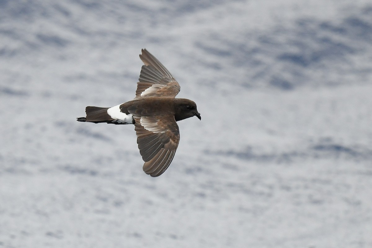 Wilson's Storm-Petrel - ML637565519