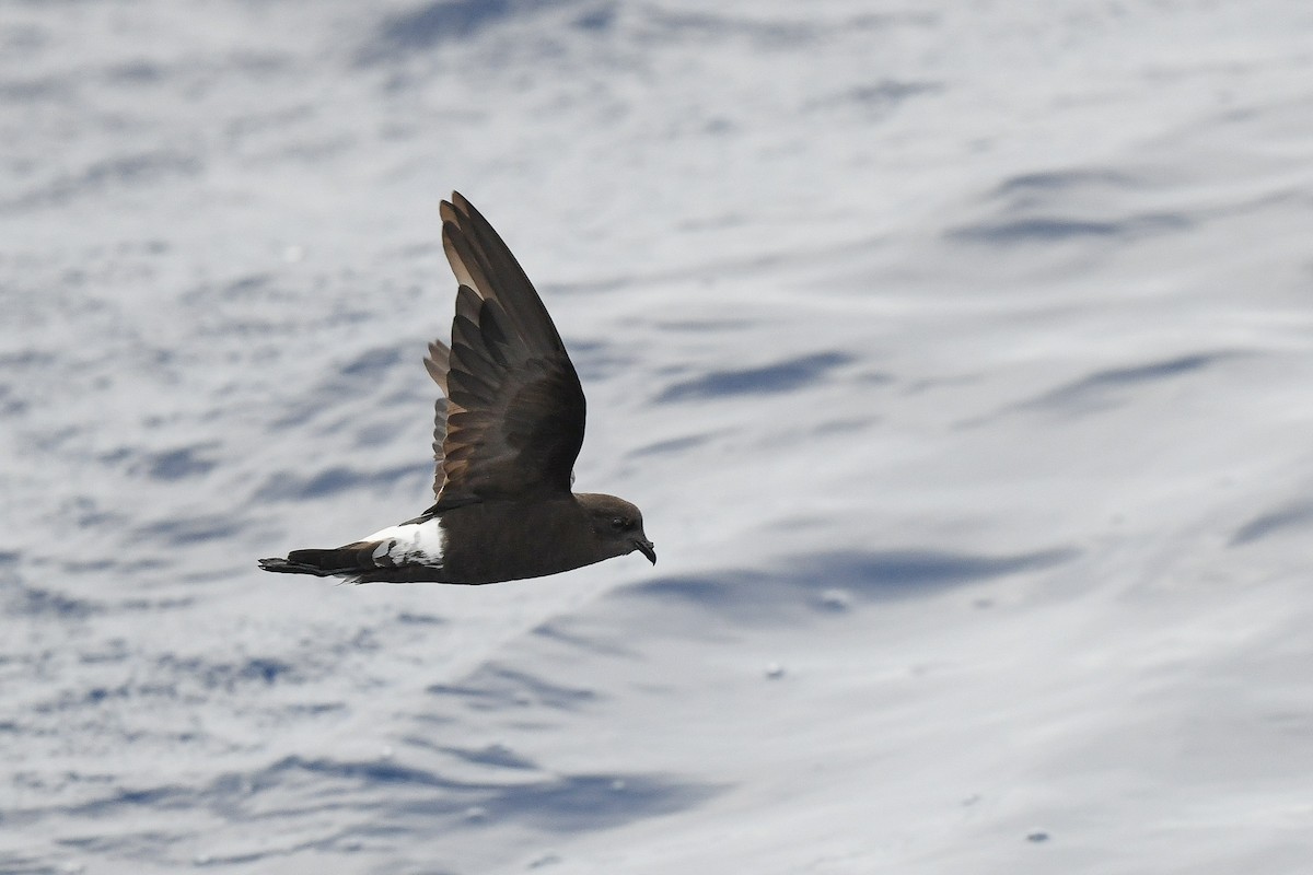 Wilson's Storm-Petrel - ML637565525