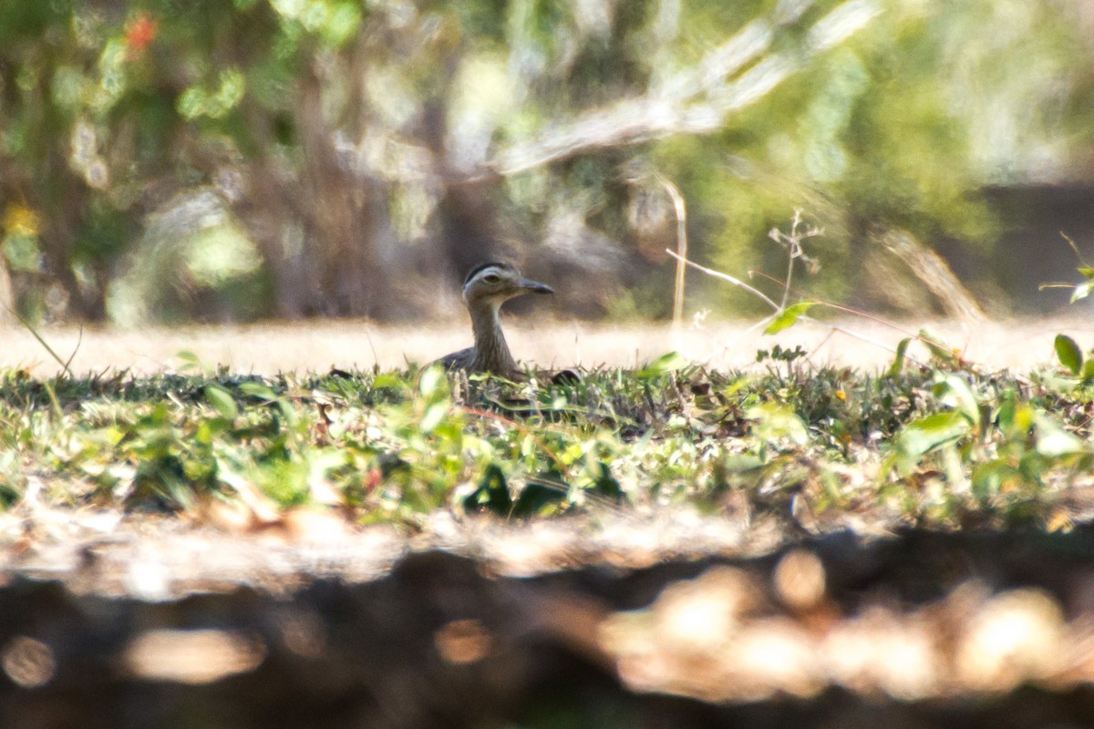 Double-striped Thick-knee - ML637565541