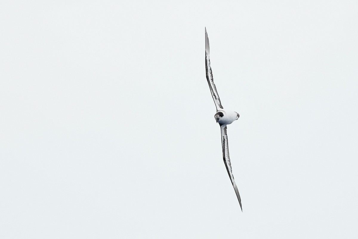 Black-capped Petrel - ML637565574
