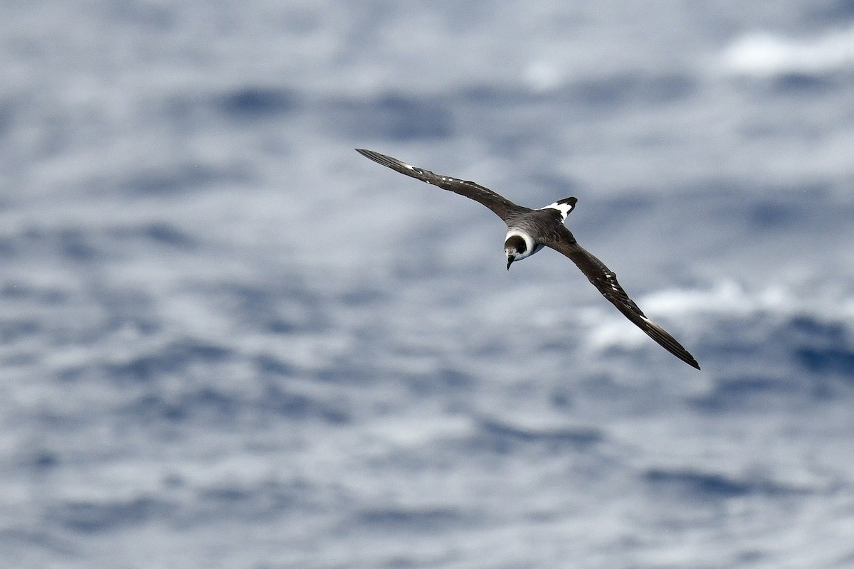 Black-capped Petrel - ML637565575