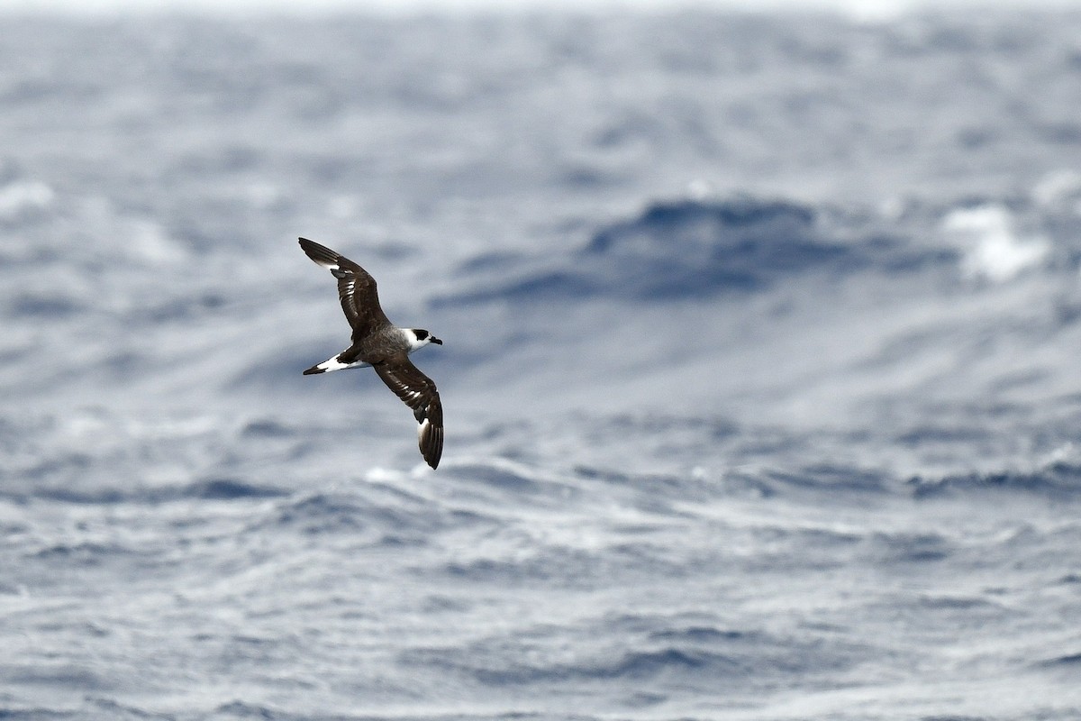 Black-capped Petrel - ML637565576