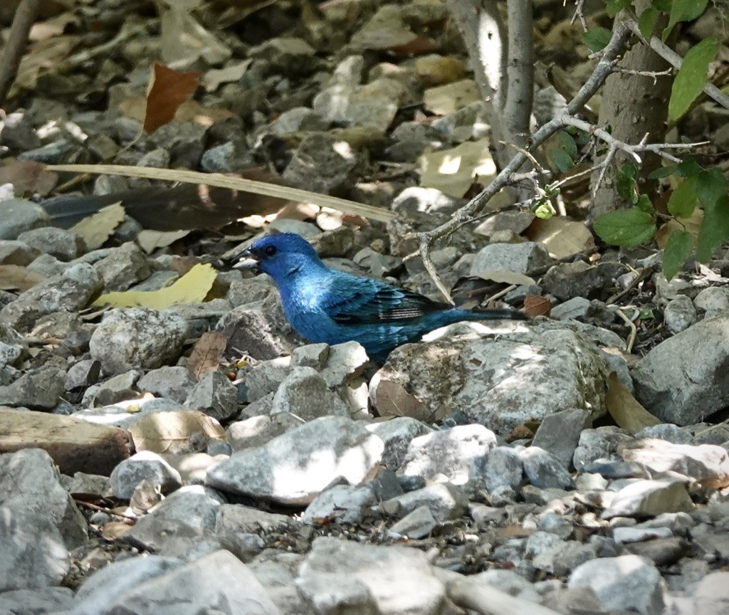Indigo Bunting - ML637565588