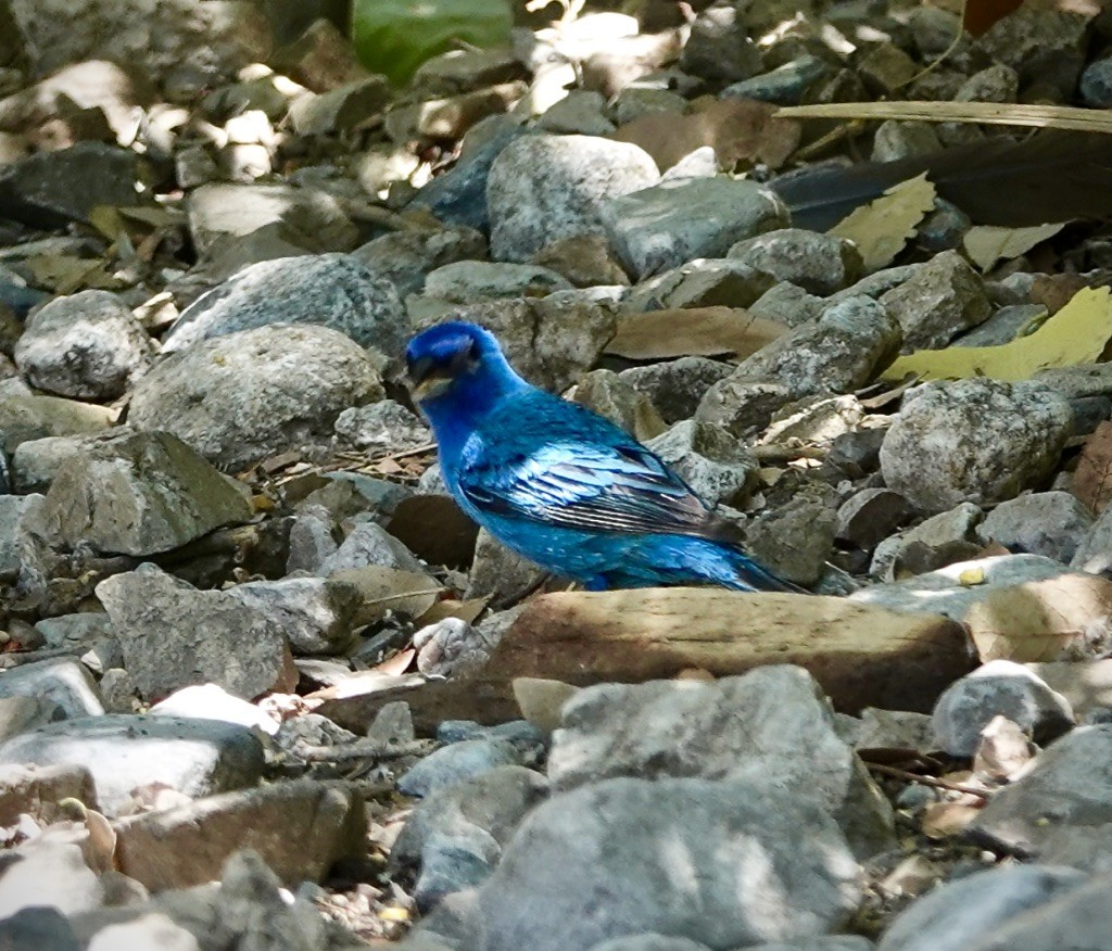 Indigo Bunting - ML637565589