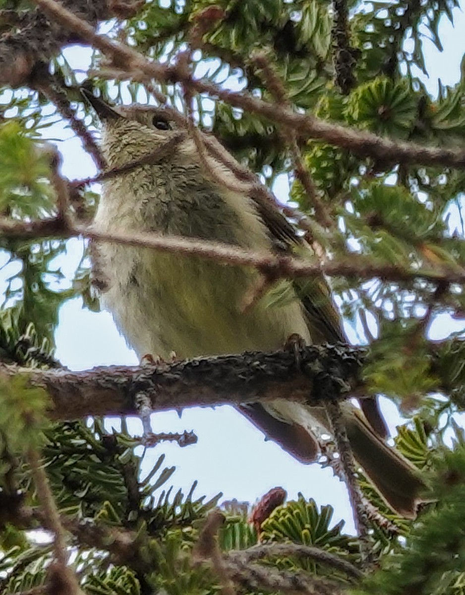 Ruby-crowned Kinglet - ML637565607