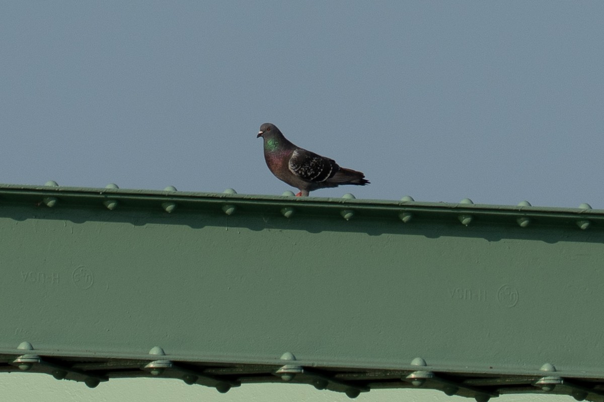 野鴿(野化) - ML637565635