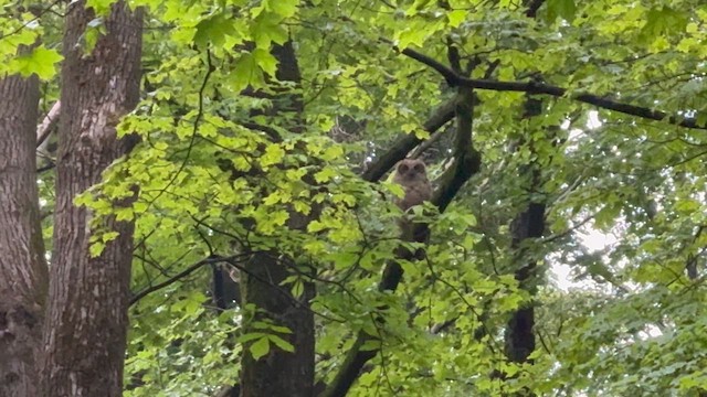 Great Horned Owl - ML637565674
