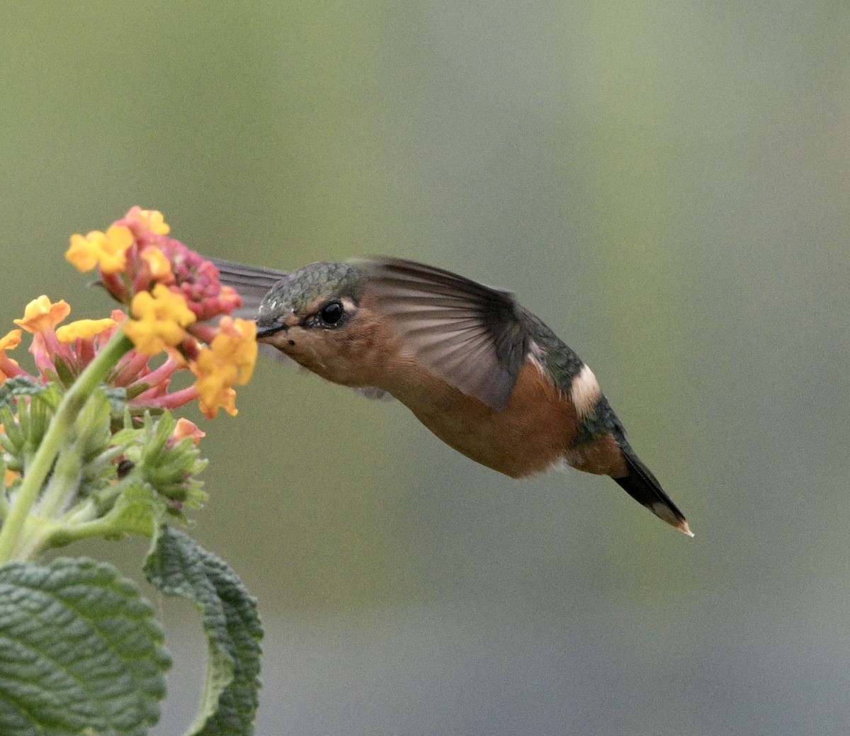 Sparkling-tailed Hummingbird - ML637565689