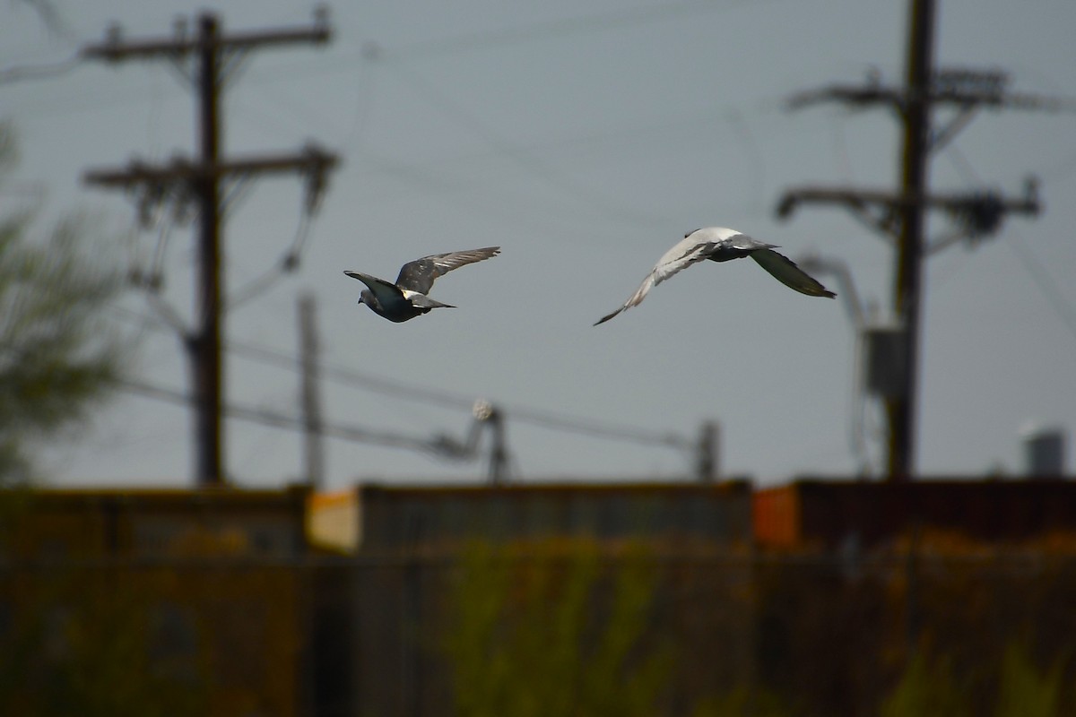 Rock Pigeon (Feral Pigeon) - ML637565784