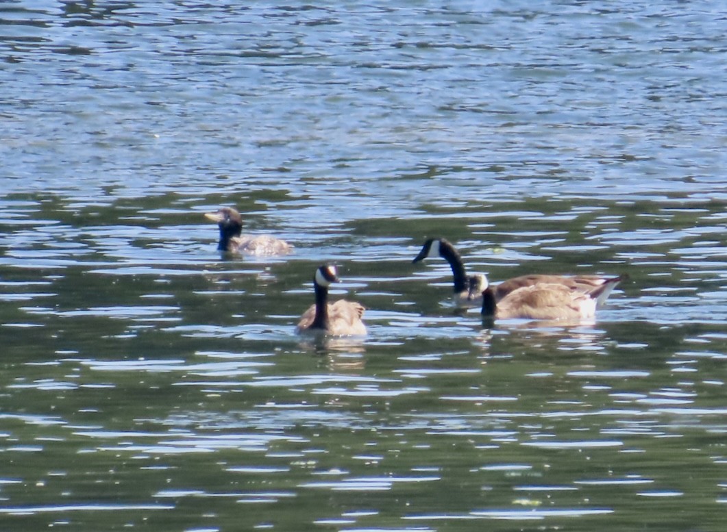Yellow-billed Loon - ML637565802