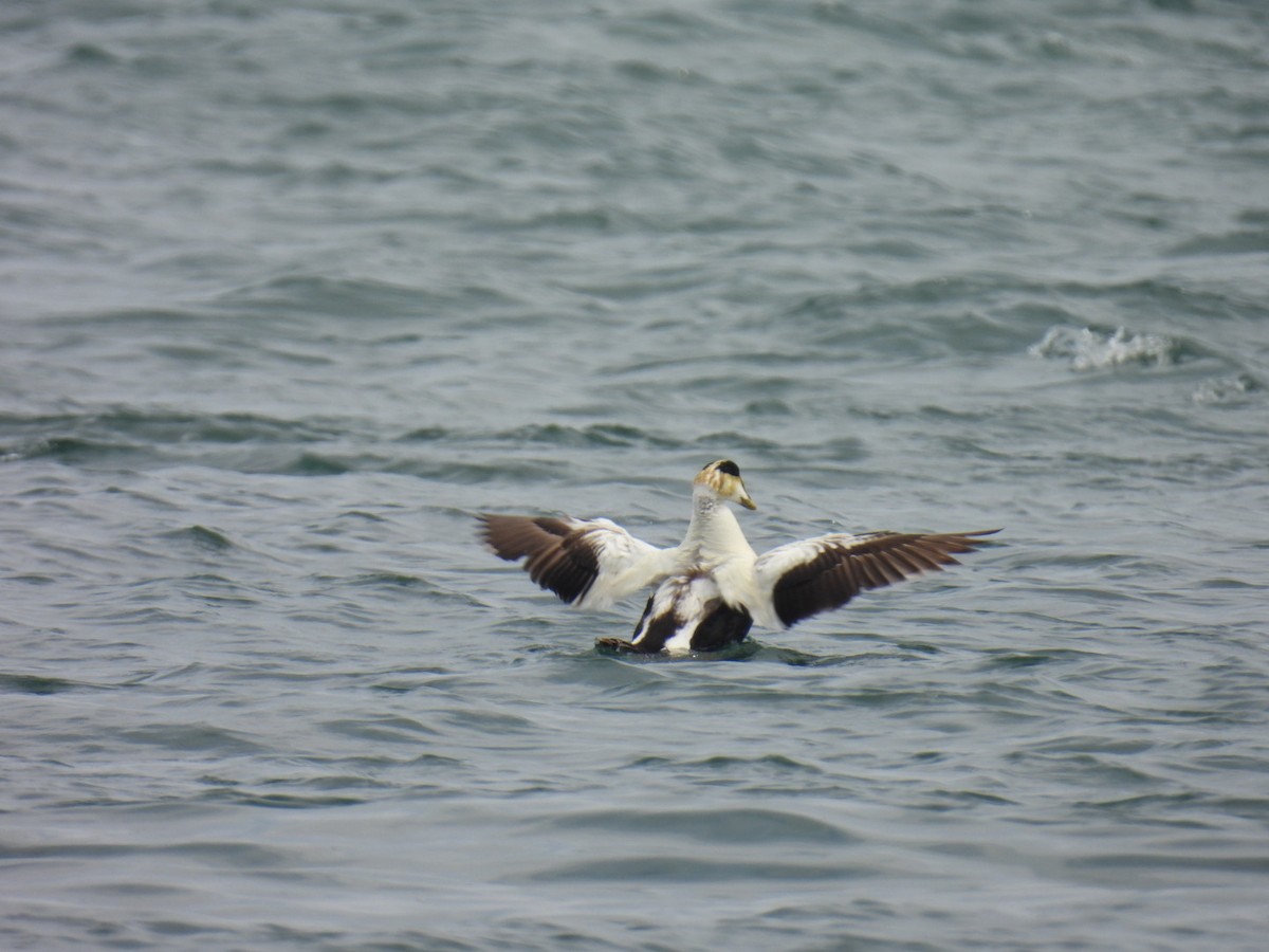 Common Eider - ML637565818