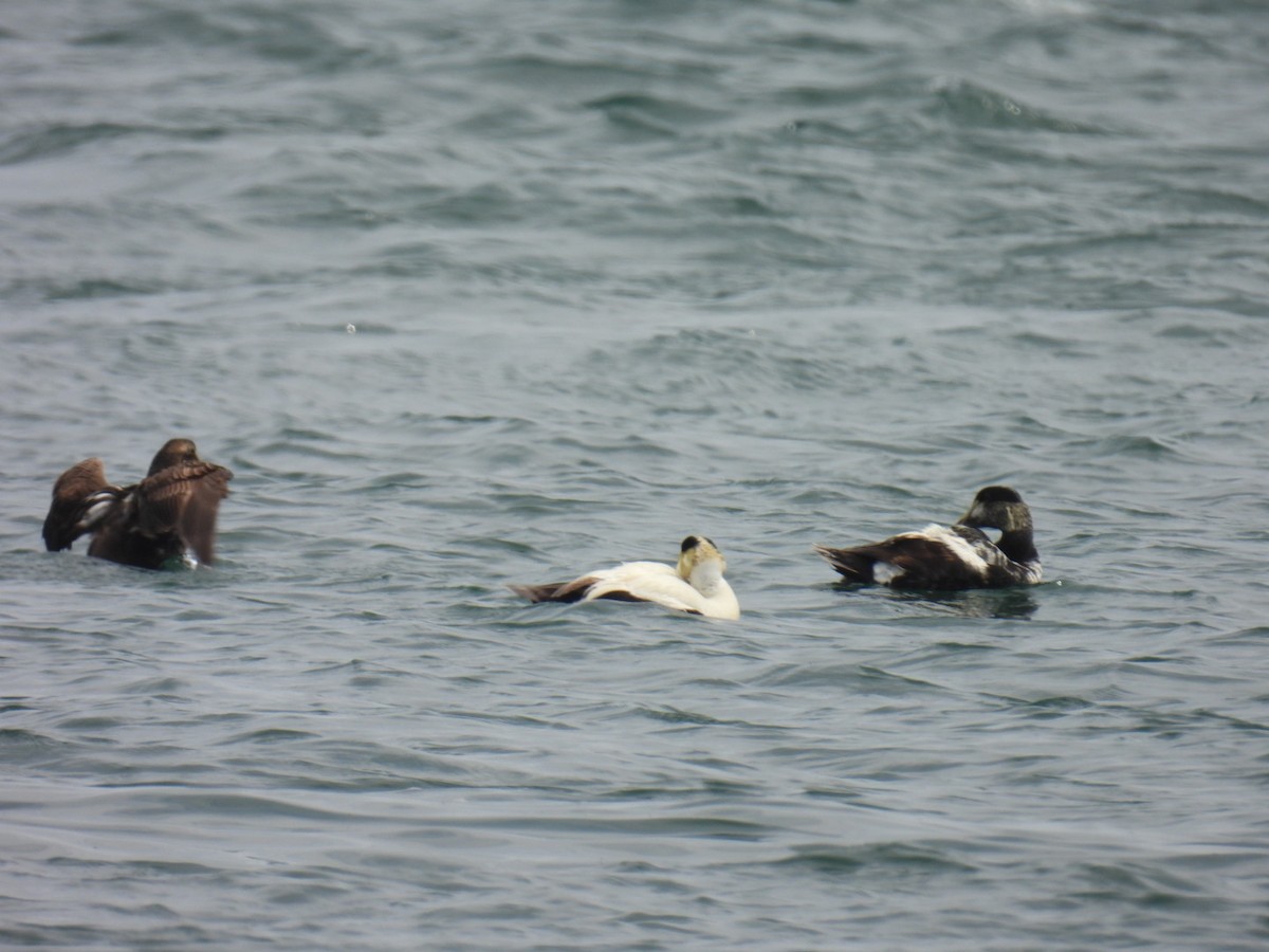 Common Eider - ML637565819
