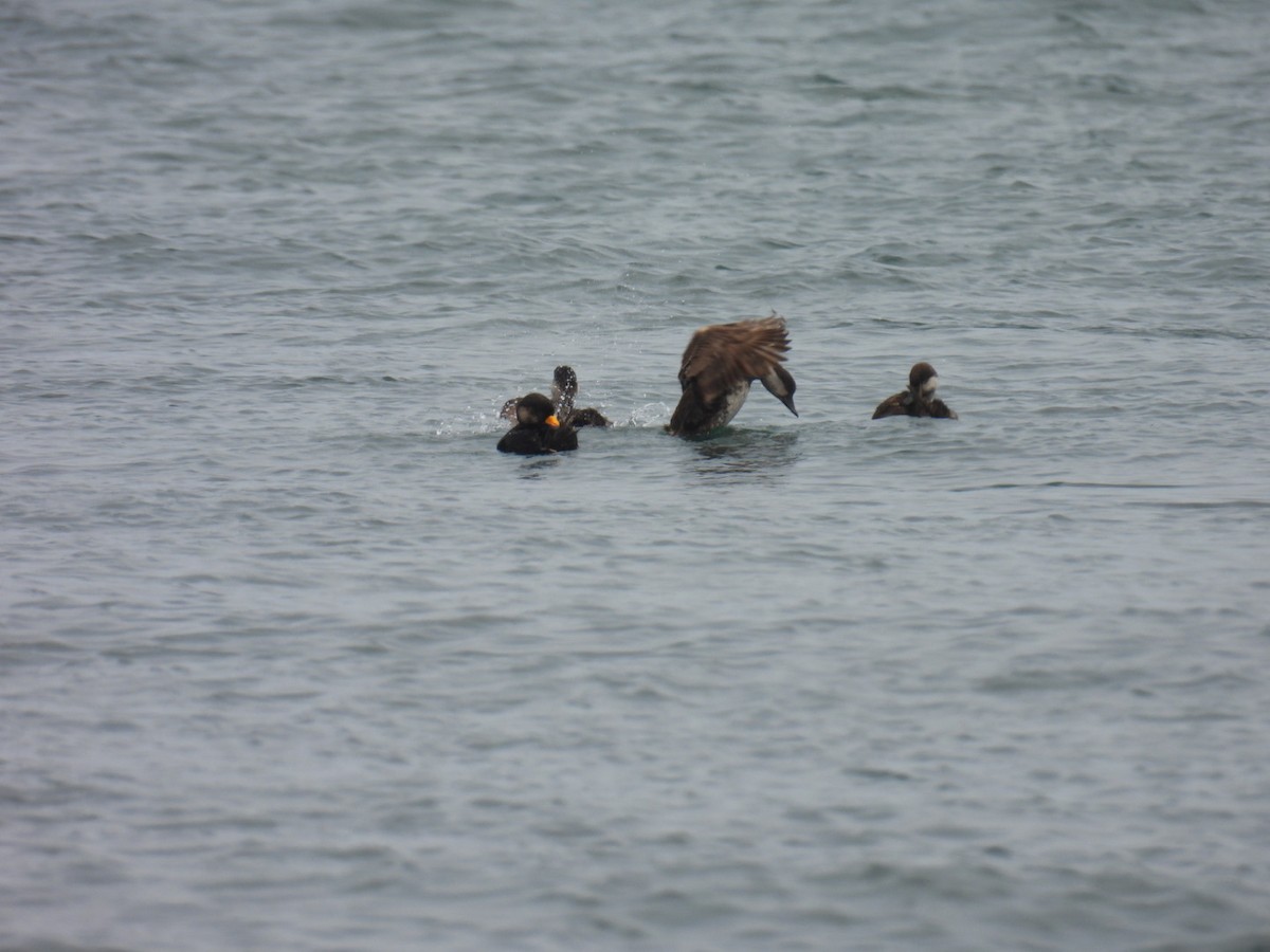 Black Scoter - ML637565834