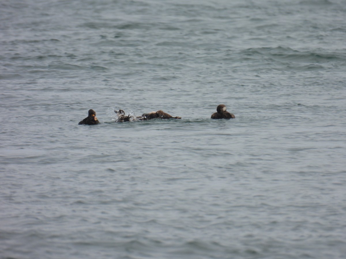 Black Scoter - ML637565835