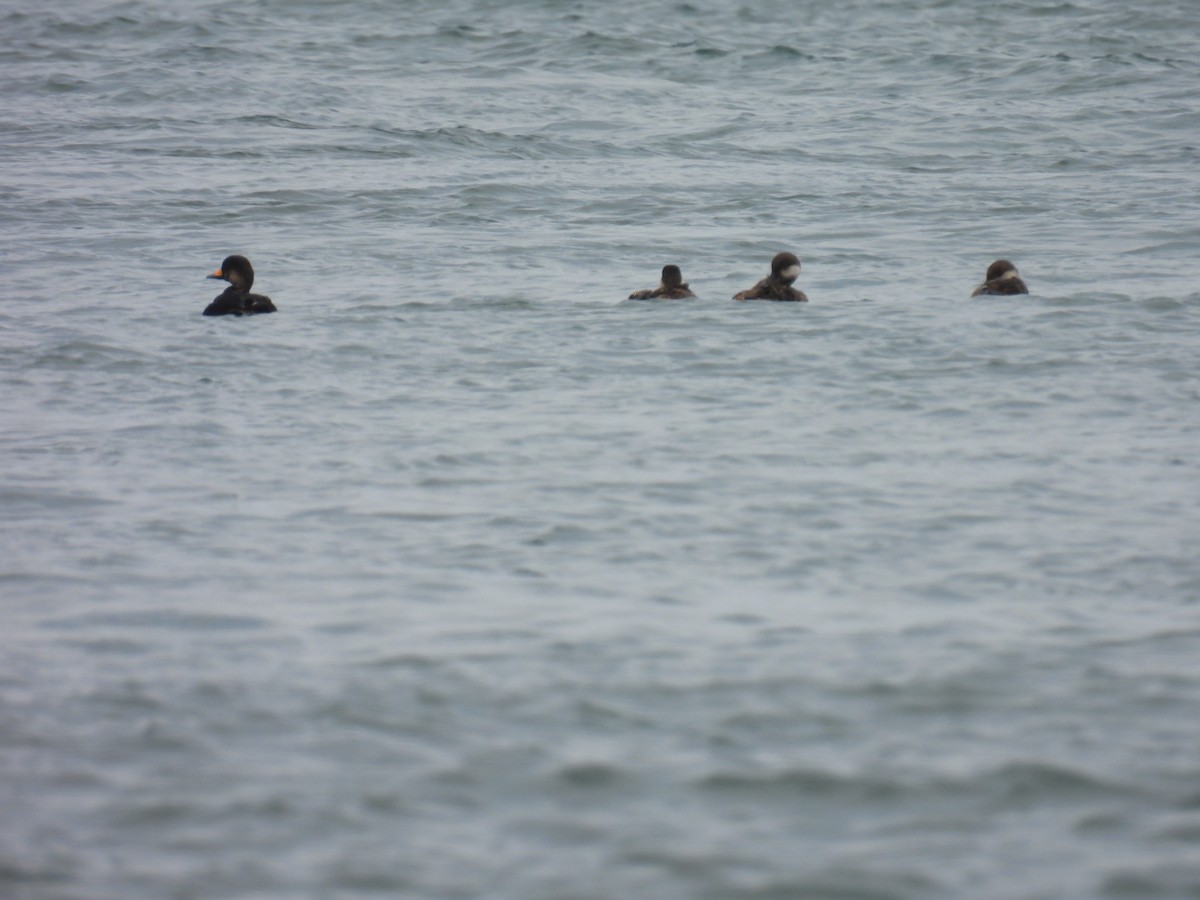Black Scoter - ML637565836