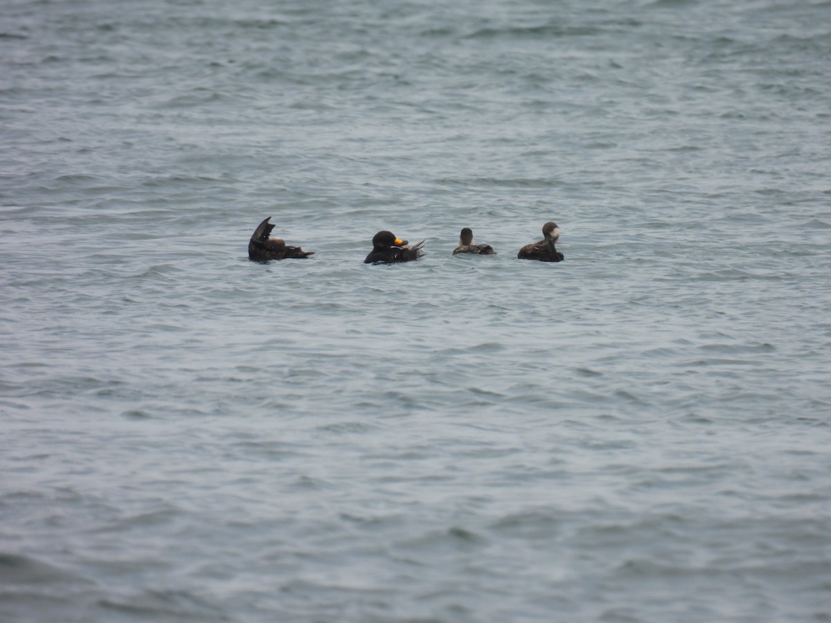Black Scoter - ML637565837