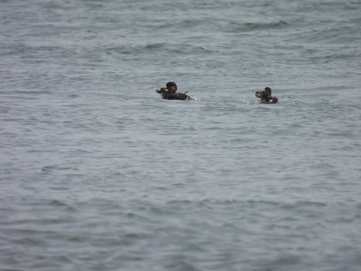 Black Scoter - ML637565838