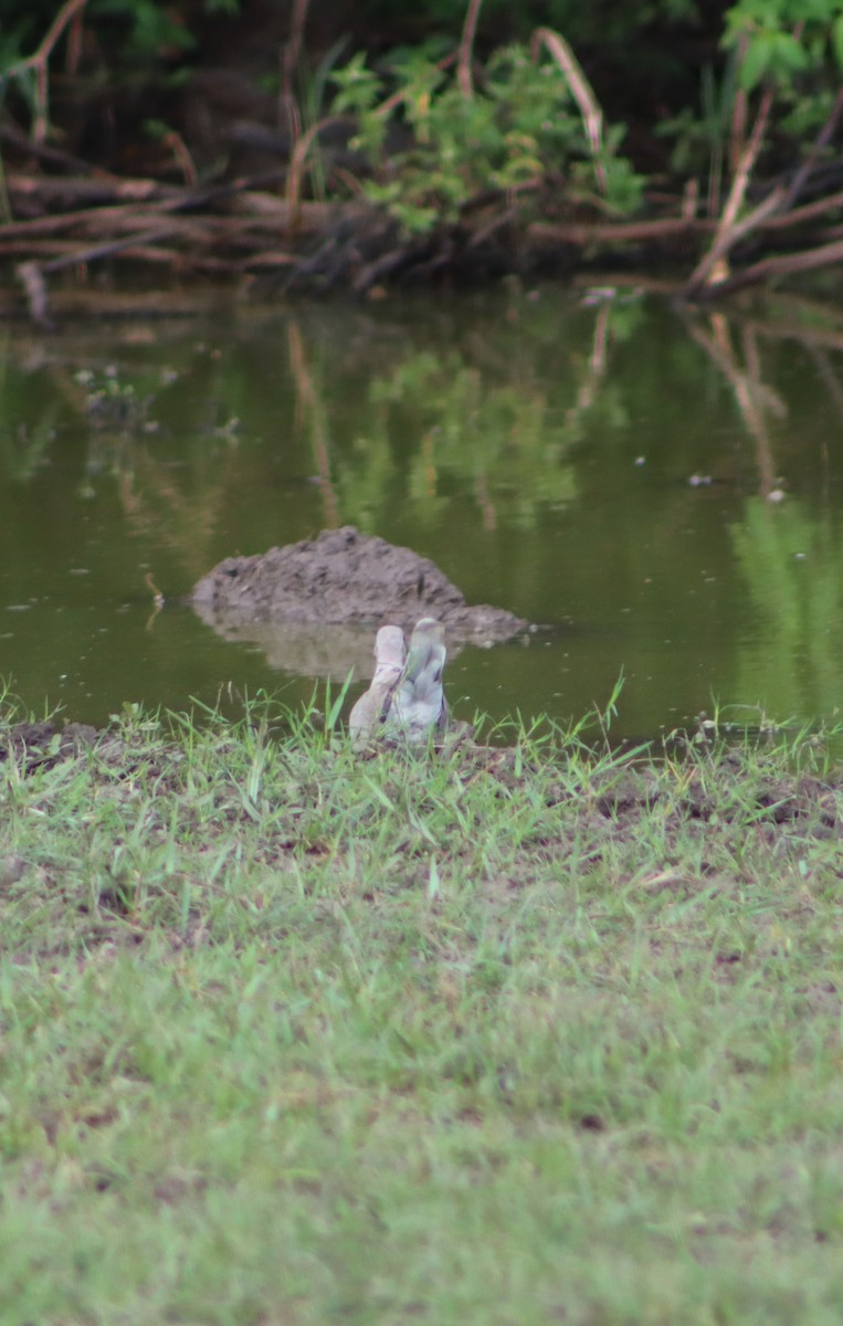 African Collared-Dove - ML637565872