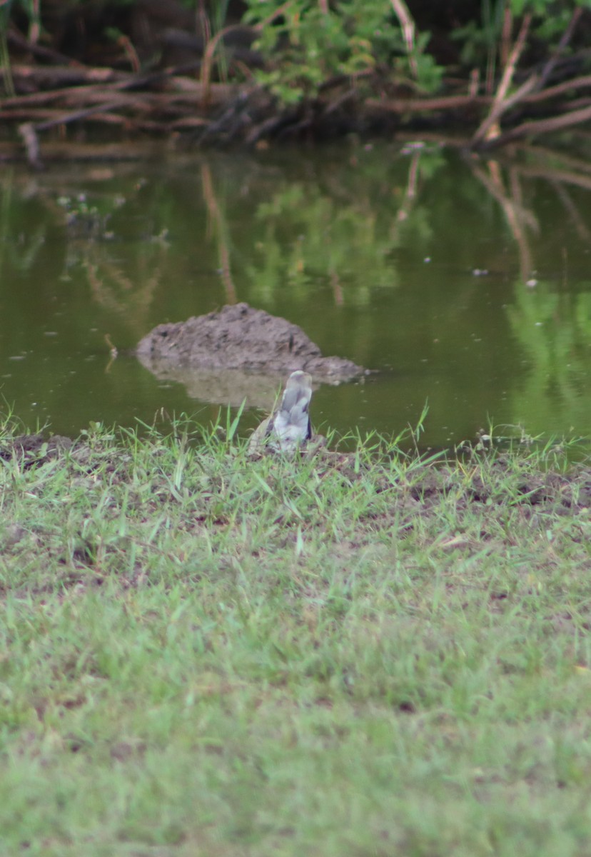 African Collared-Dove - ML637565873