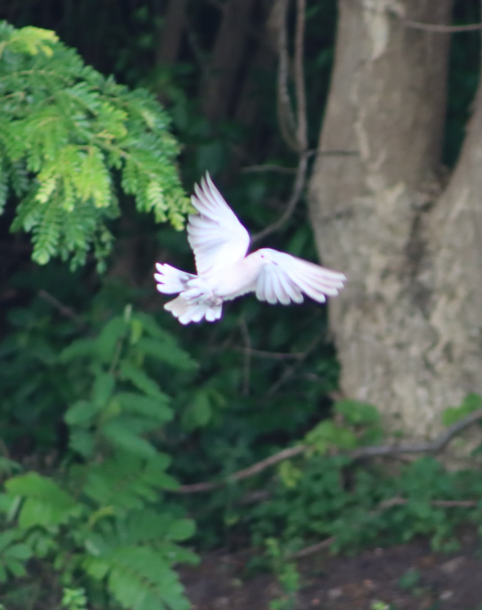 African Collared-Dove - ML637565874