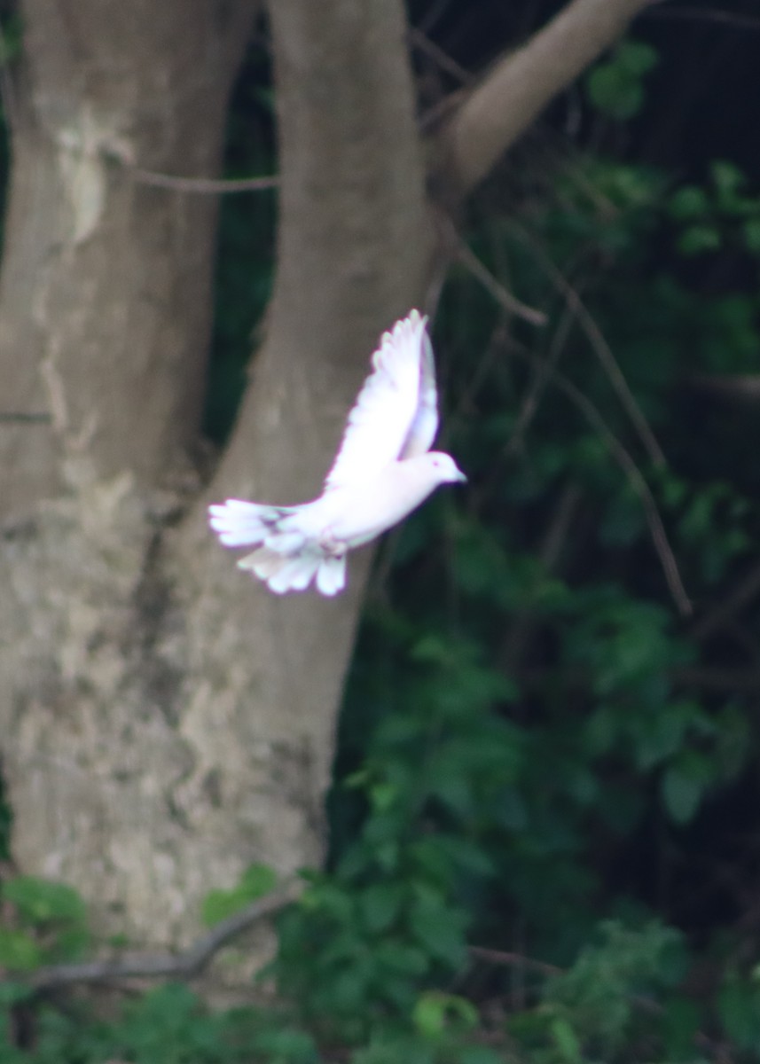 African Collared-Dove - ML637565875