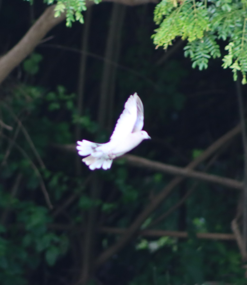 African Collared-Dove - ML637565876