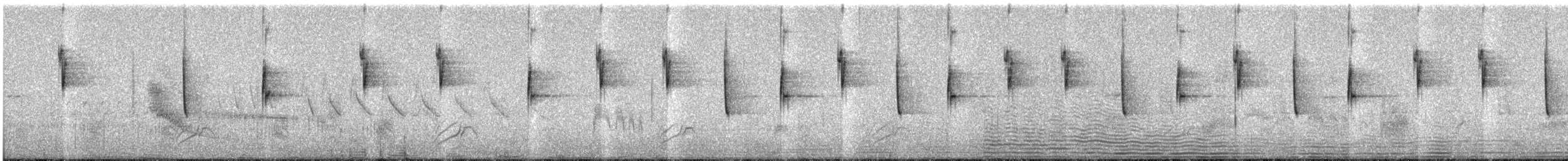 White-vented Violetear - ML637565927