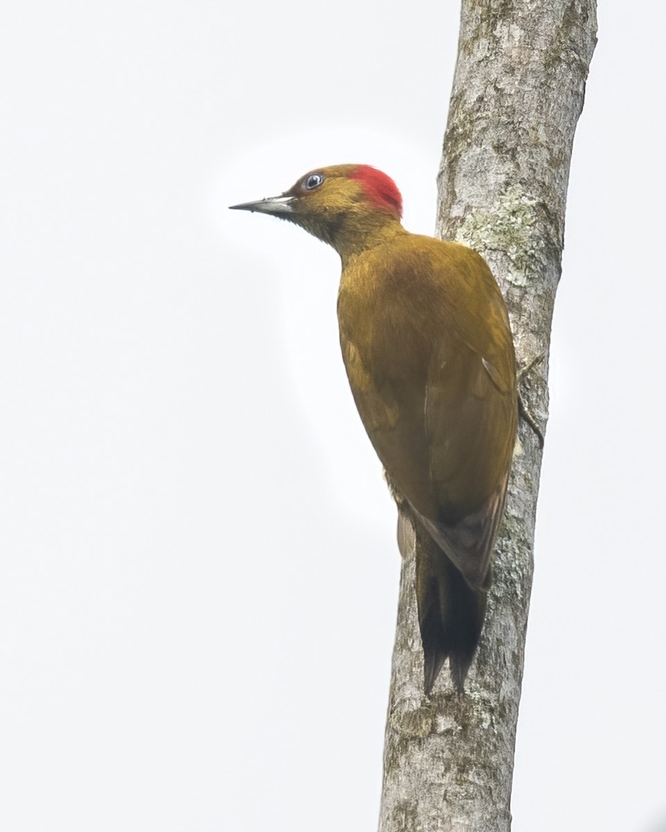 Rufous-winged Woodpecker - ML637565928