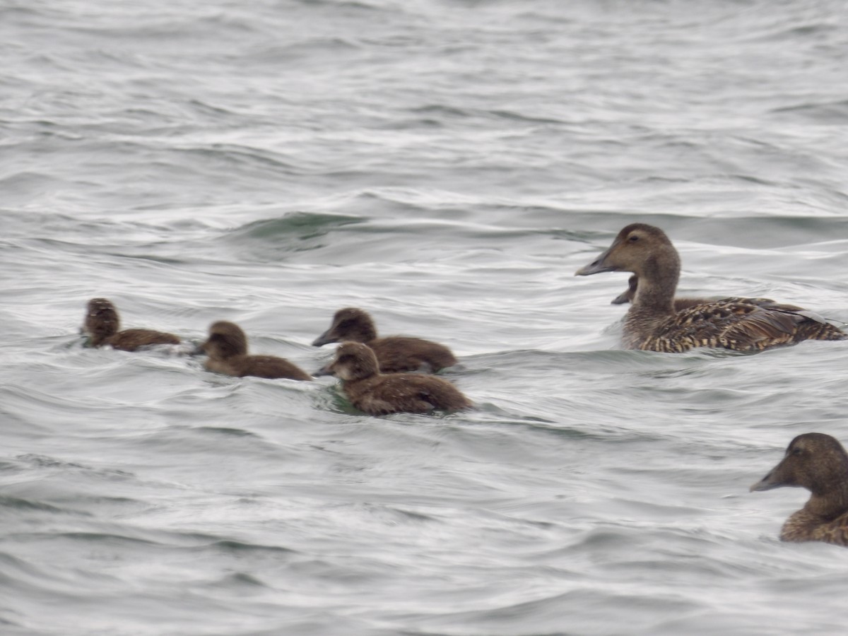 Common Eider - ML637565929