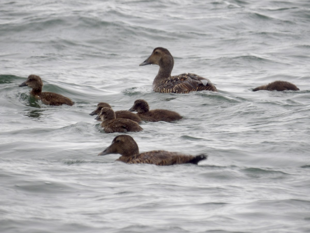 Common Eider - ML637565930