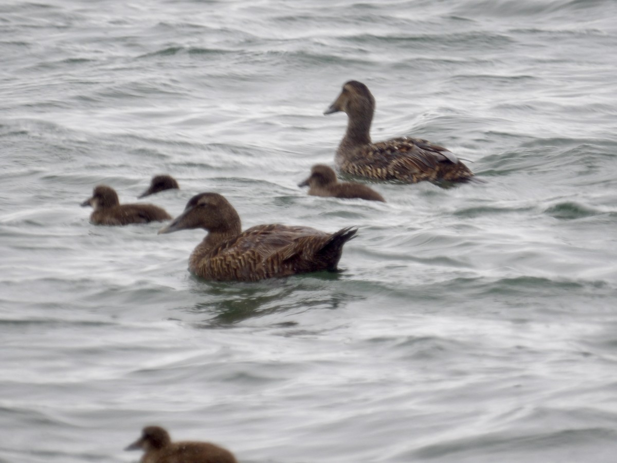 Common Eider - ML637565931