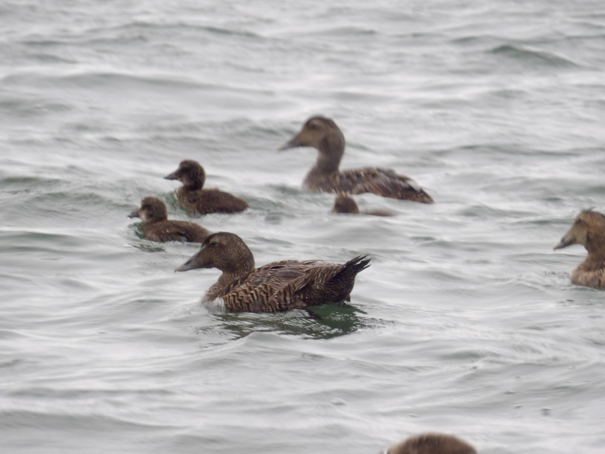 Common Eider - ML637565932