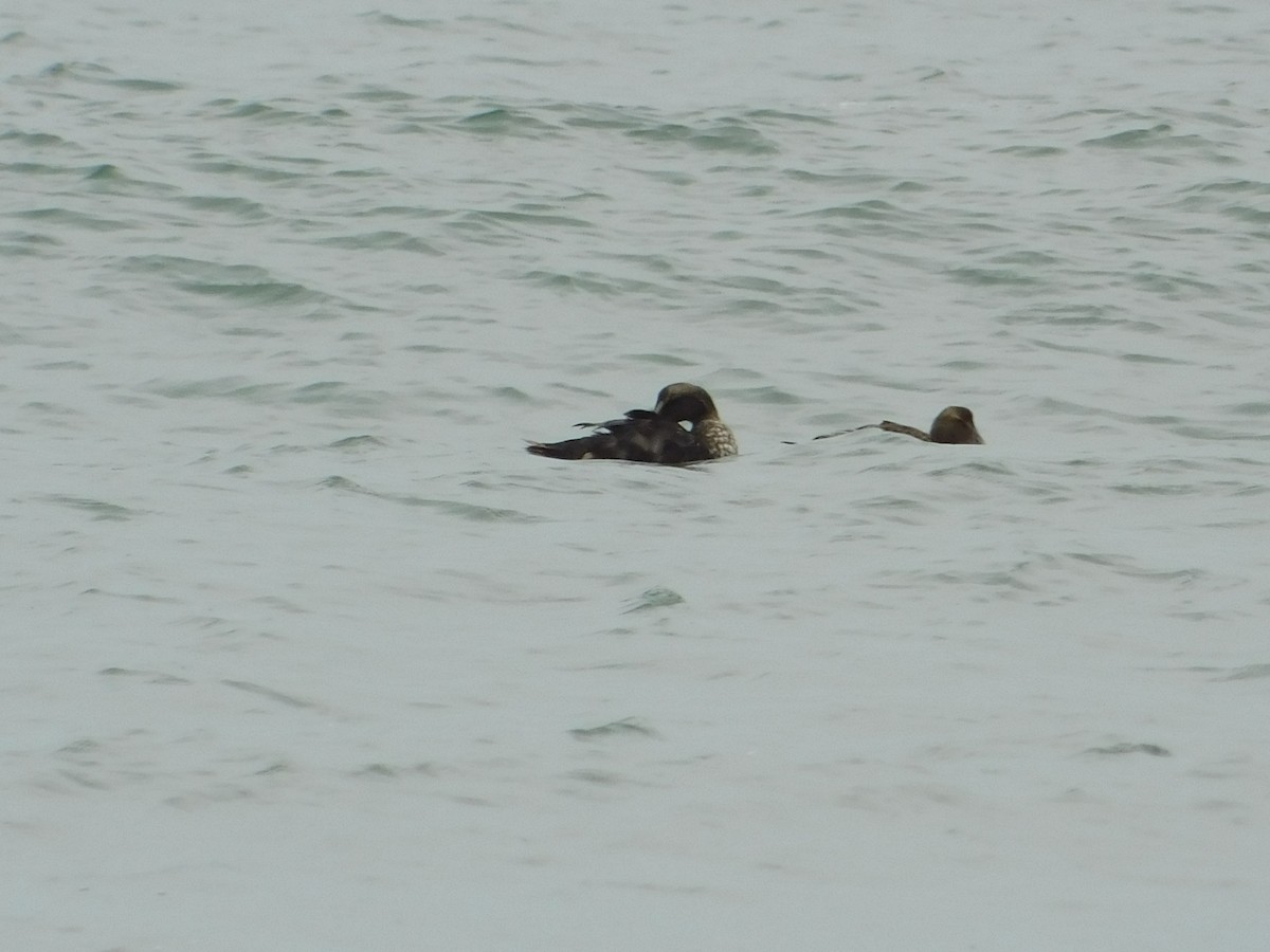 Common Eider - ML637566015
