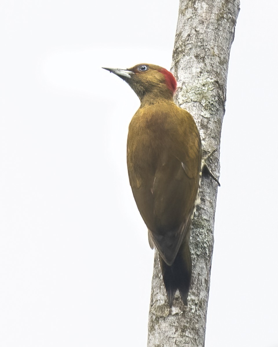 Rufous-winged Woodpecker - ML637566017