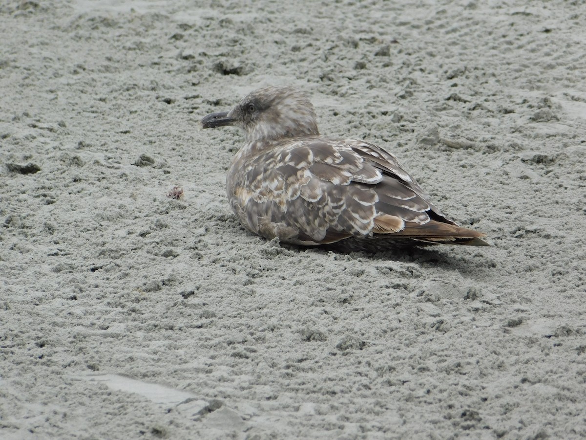 American Herring Gull - ML637566027