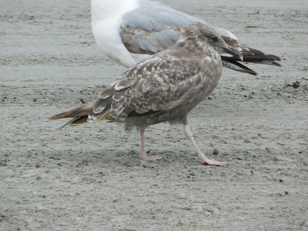 American Herring Gull - ML637566028