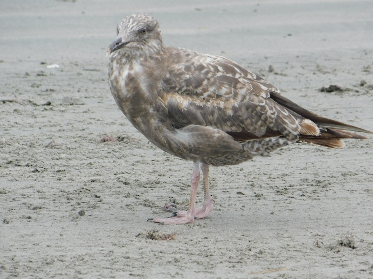 American Herring Gull - ML637566032