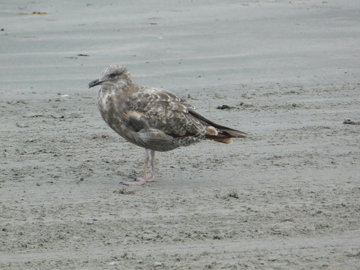 American Herring Gull - ML637566033