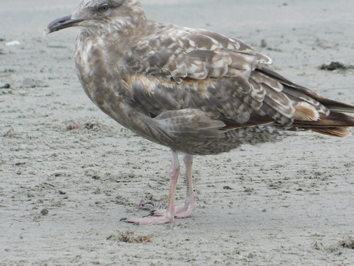 American Herring Gull - ML637566035