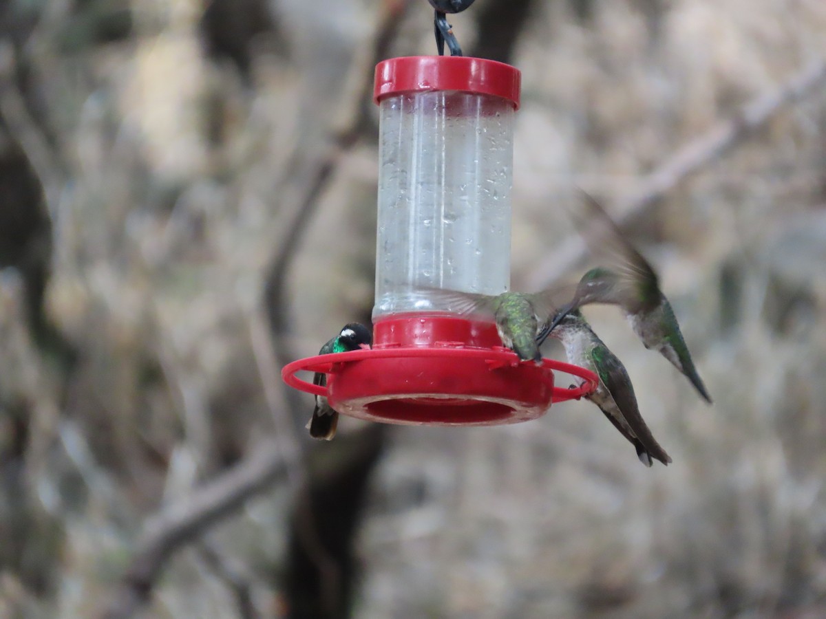 White-eared Hummingbird - ML637566037