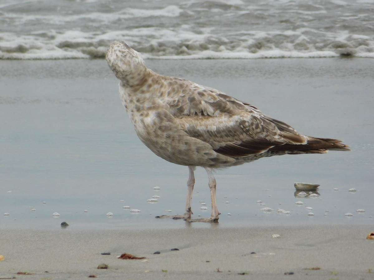 American Herring Gull - ML637566039