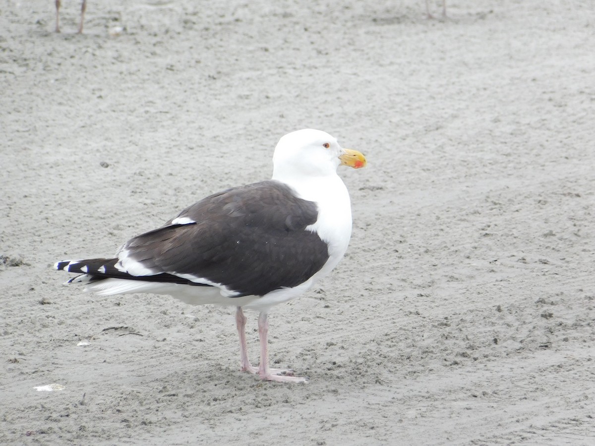 Great Black-backed Gull - ML637566041