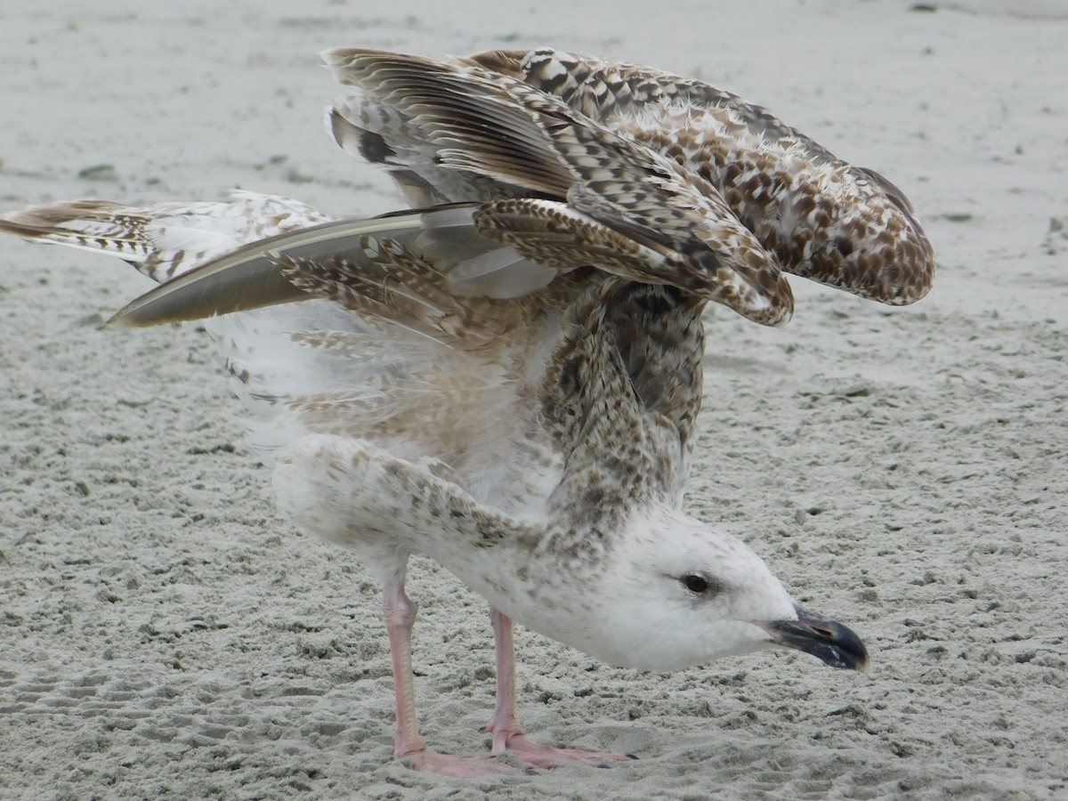 Great Black-backed Gull - ML637566071