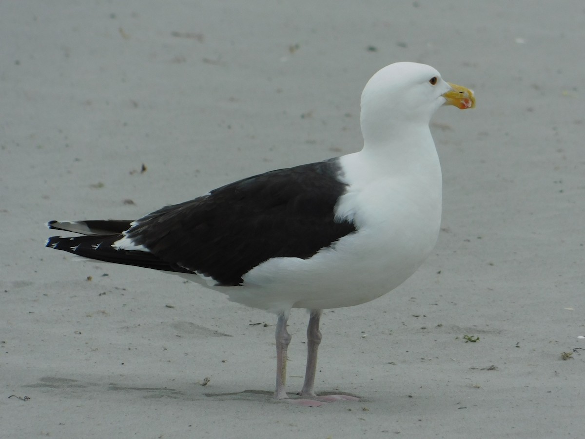 Great Black-backed Gull - ML637566077