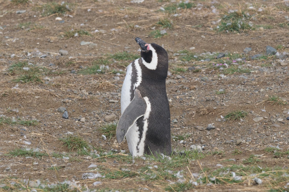 Magellanpinguin - ML637566081