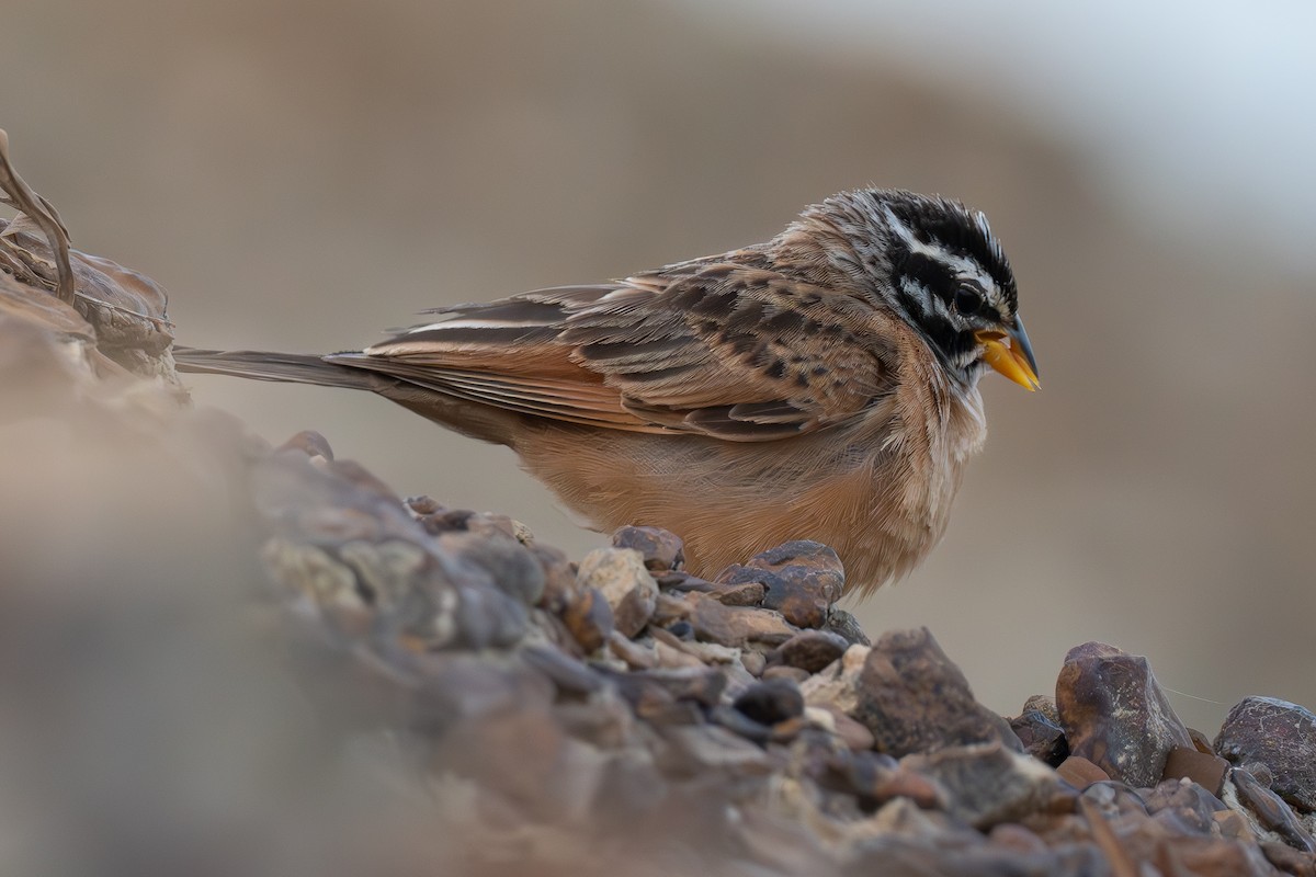 Gosling's Bunting - ML637566125