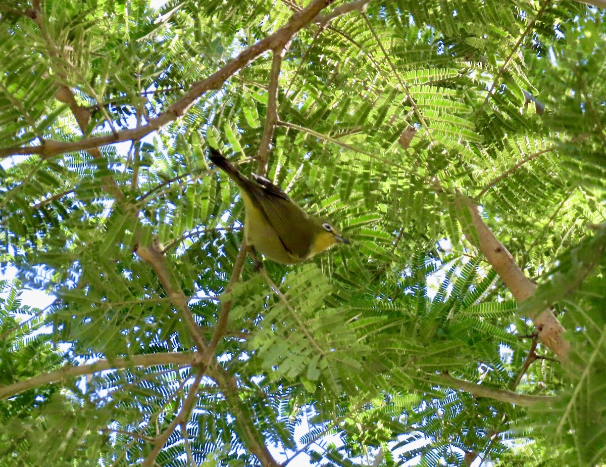 Cape White-eye - ML637566194