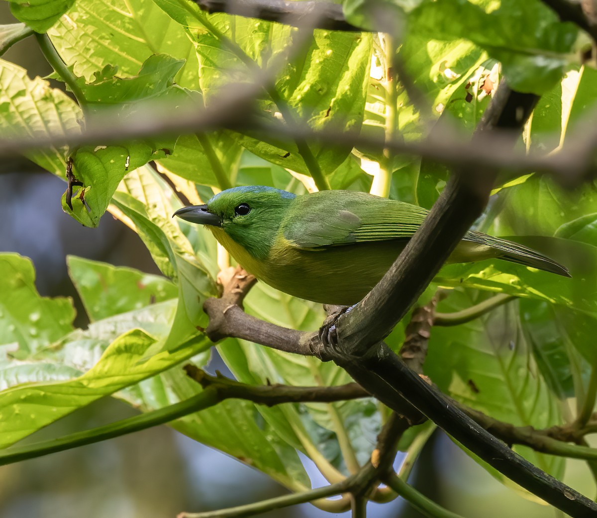 Green Shrike-Vireo - ML637566206