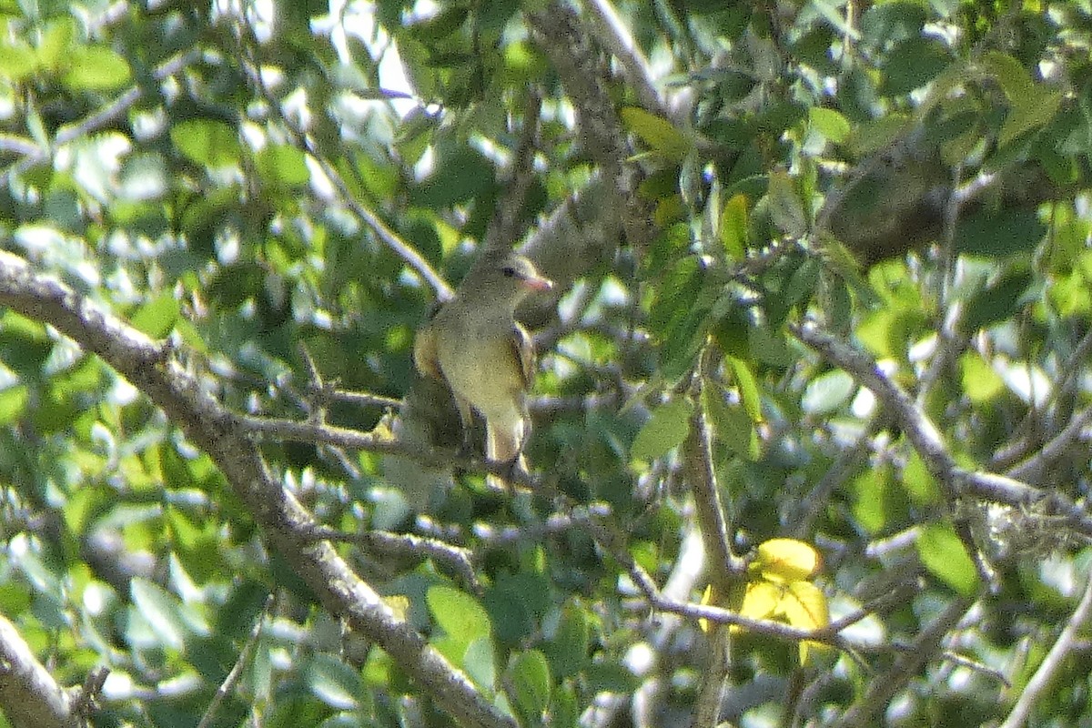Northern Beardless-Tyrannulet - ML637566229